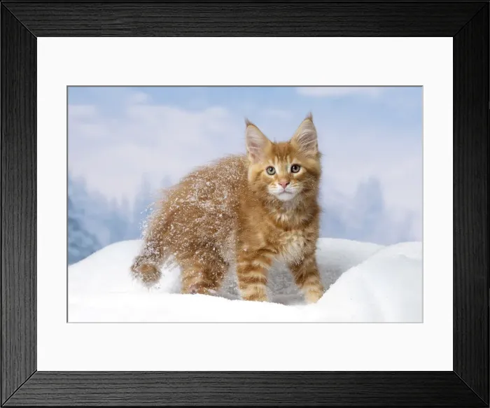 Framed Print : Picture No. 12010154 Framed Print : Picture No. 12010154
