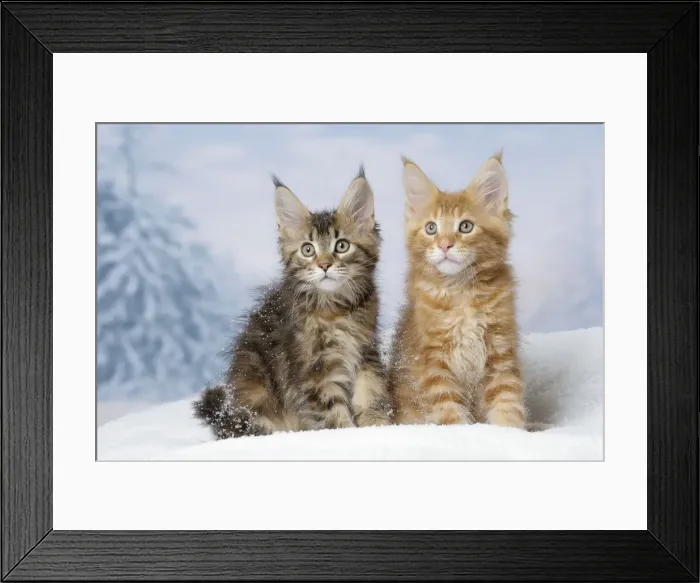 Framed Print : Picture No. 12010156 Framed Print : Picture No. 12010156
