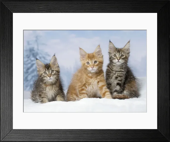 Framed Print : Picture No. 12010159 Framed Print : Picture No. 12010159