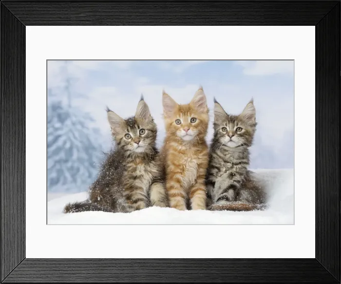 Framed Print : Picture No. 12010160 Framed Print : Picture No. 12010160