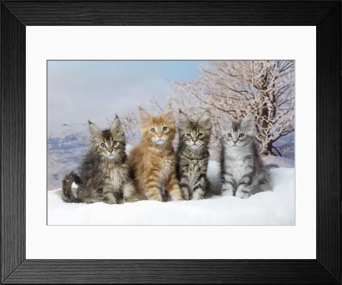 Framed Print : Picture No. 12010164 Framed Print : Picture No. 12010164