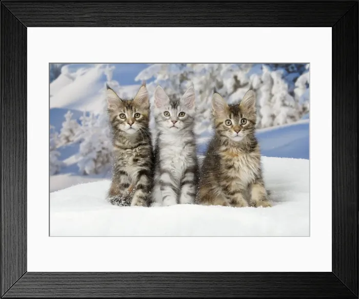 Framed Print : Picture No. 12010169