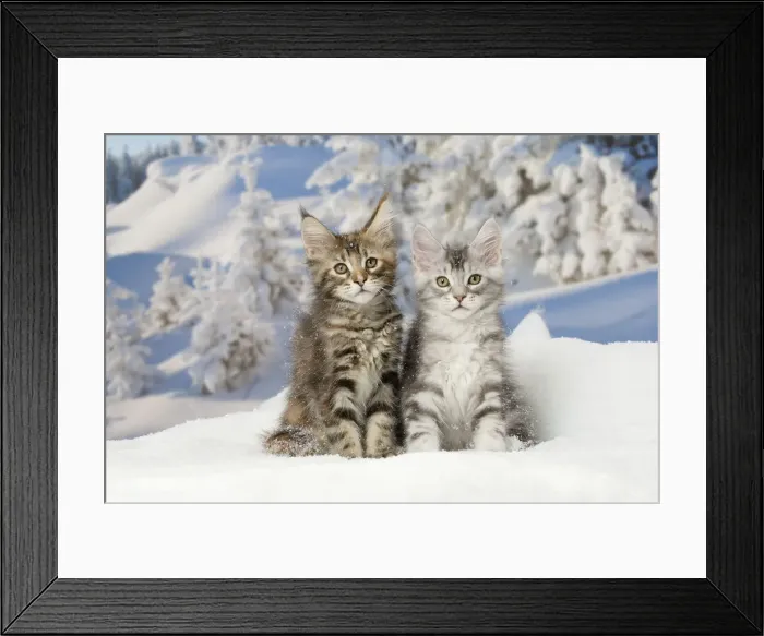 Framed Print : Picture No. 12010172 Framed Print : Picture No. 12010172