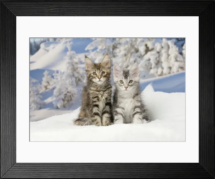 Framed Print : Picture No. 12010173 Framed Print : Picture No. 12010173