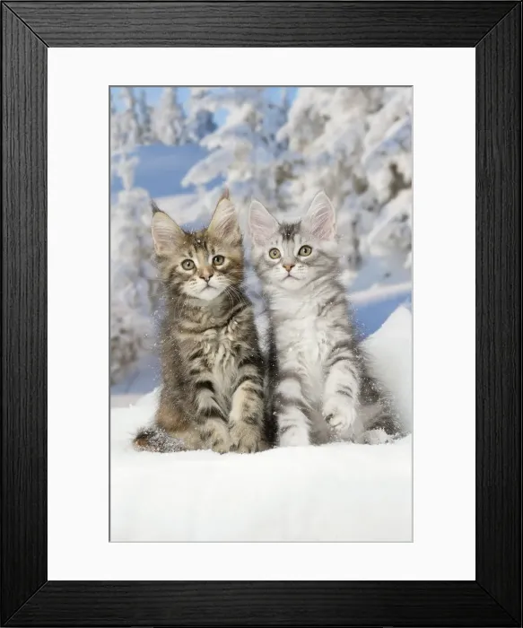 Framed Print : Picture No. 12010174 Framed Print : Picture No. 12010174