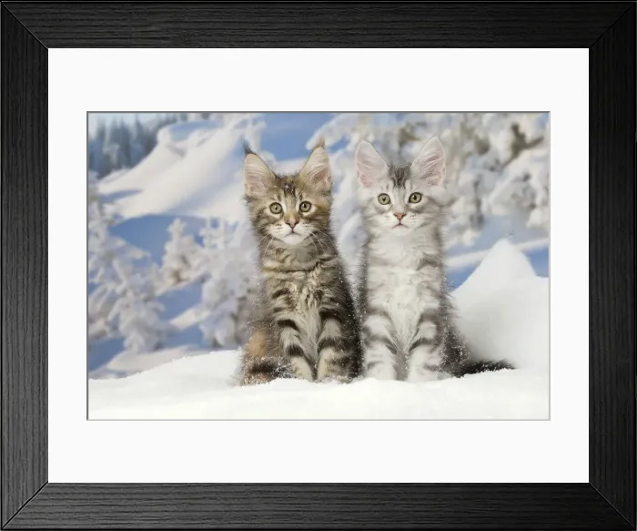 Framed Print : Picture No. 12010175 Framed Print : Picture No. 12010175