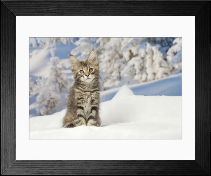 Framed Print : Picture No. 12010176 Framed Print : Picture No. 12010176