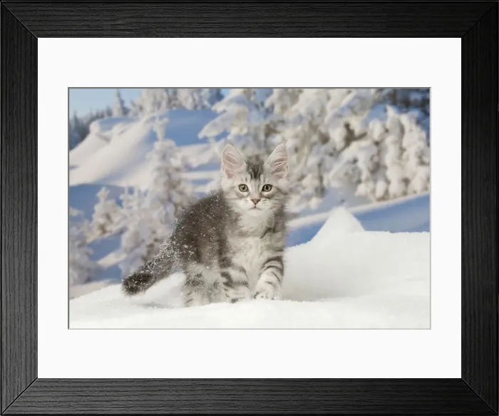 Framed Print : Picture No. 12010177 Framed Print : Picture No. 12010177