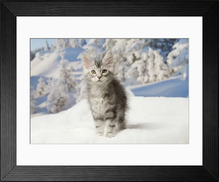 Framed Print : Picture No. 12010183 Framed Print : Picture No. 12010183