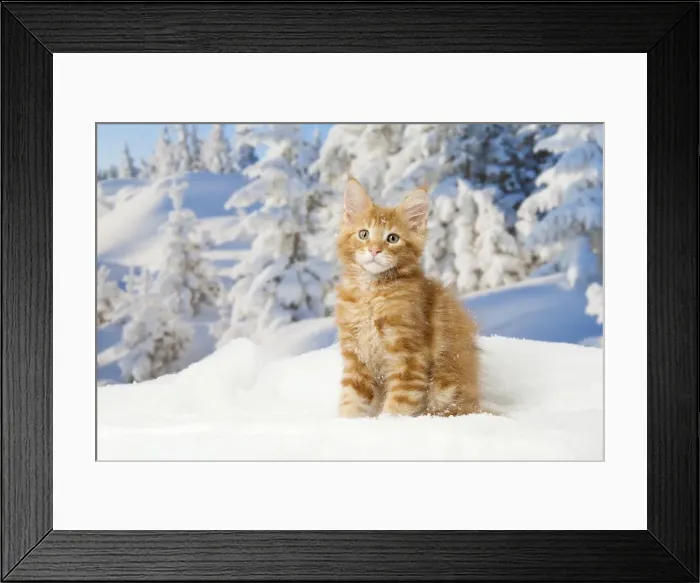 Framed Print : Picture No. 12010186 Framed Print : Picture No. 12010186
