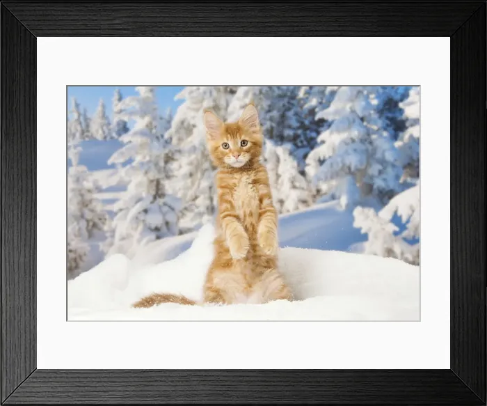 Framed Print : Picture No. 12010189