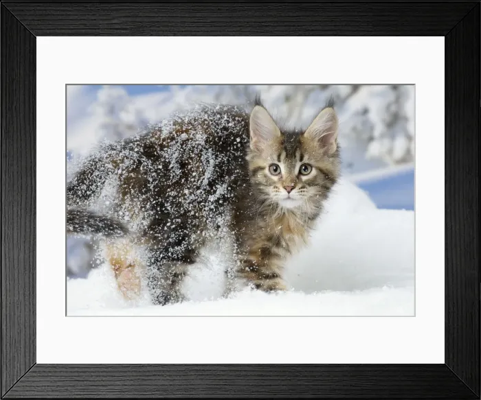 Framed Print : Picture No. 12010191 Framed Print : Picture No. 12010191