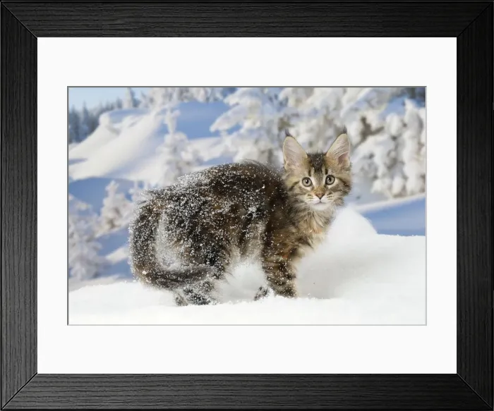 Framed Print : Picture No. 12010192 Framed Print : Picture No. 12010192