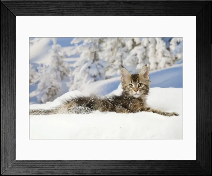 Framed Print : Picture No. 12010193 Framed Print : Picture No. 12010193