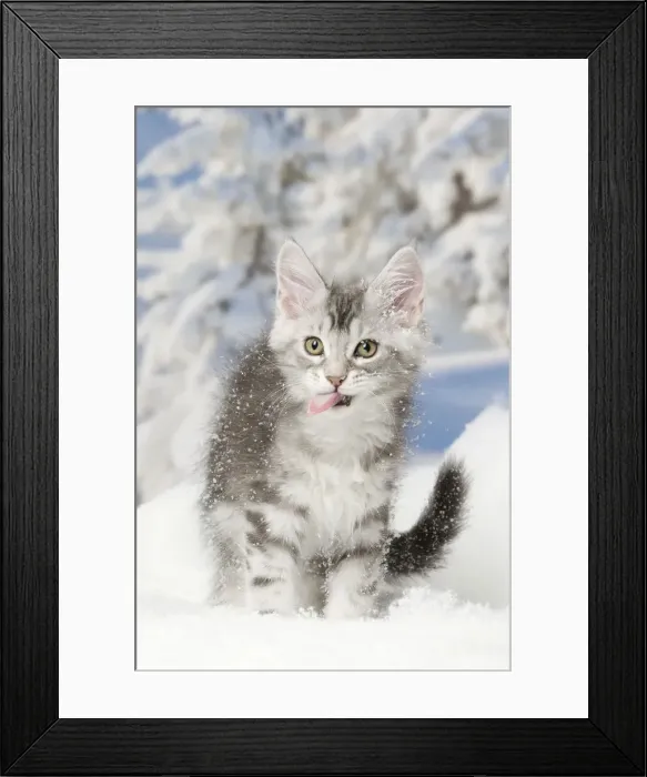 Framed Print : Picture No. 12010198 Framed Print : Picture No. 12010198