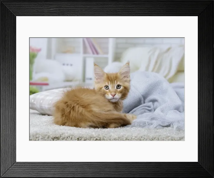 Framed Print : Picture No. 12010199 Framed Print : Picture No. 12010199