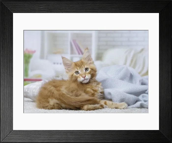 Framed Print : Picture No. 12010200