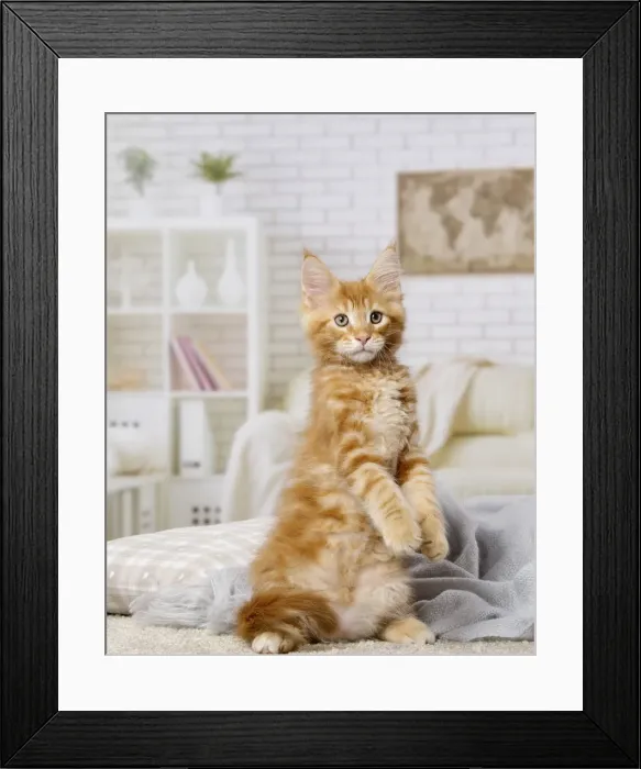Framed Print : Picture No. 12010203 Framed Print : Picture No. 12010203