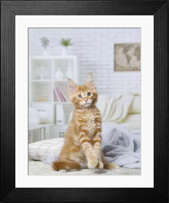 Framed Print : Picture No. 12010204 Framed Print : Picture No. 12010204