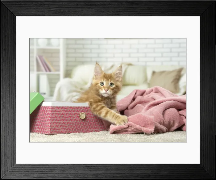 Framed Print : Picture No. 12010206 Framed Print : Picture No. 12010206