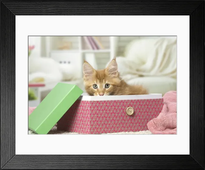Framed Print : Picture No. 12010207 Framed Print : Picture No. 12010207