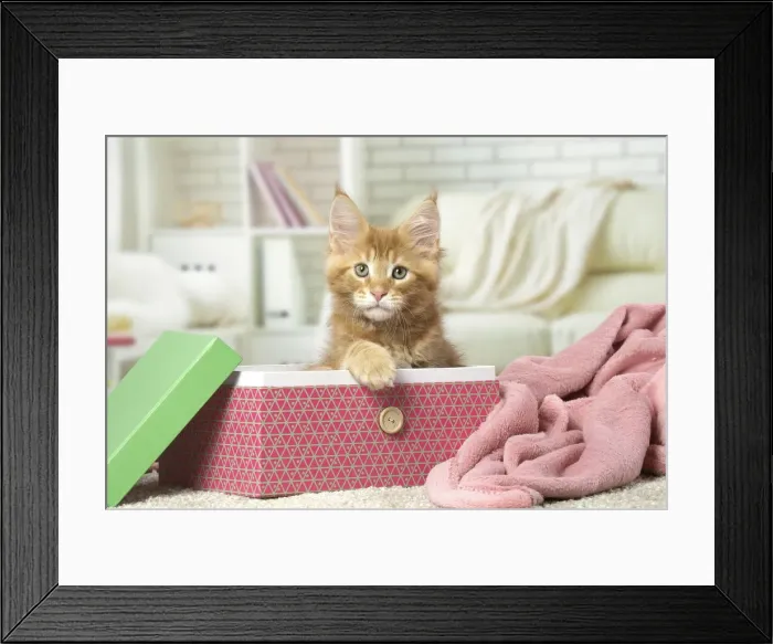 Framed Print : Picture No. 12010208 Framed Print : Picture No. 12010208