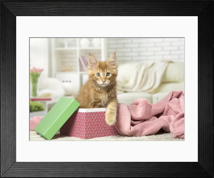 Framed Print : Picture No. 12010209 Framed Print : Picture No. 12010209