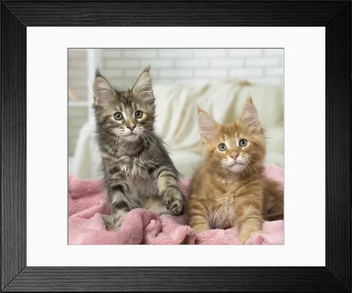 Framed Print : Picture No. 12010210