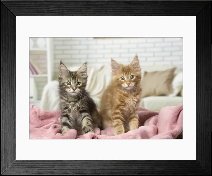 Framed Print : Picture No. 12010211