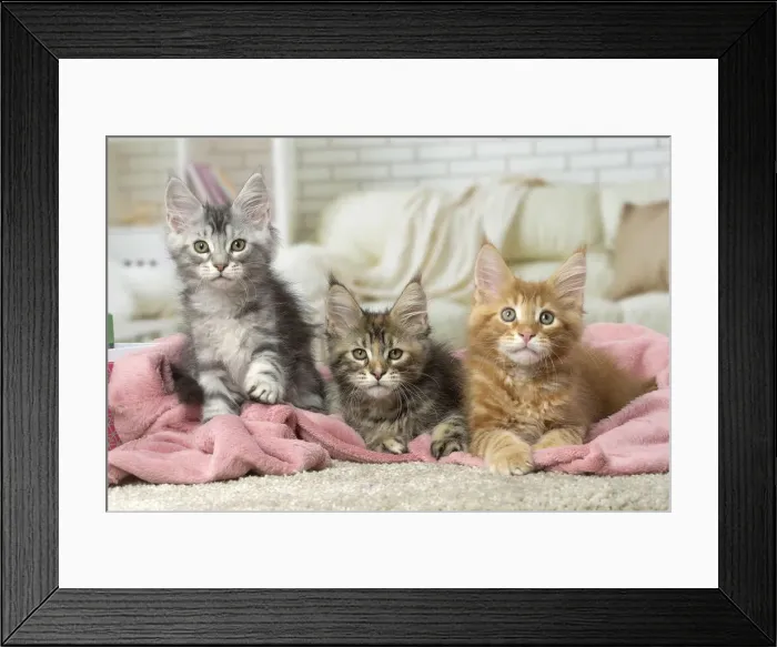 Framed Print : Picture No. 12010213 Framed Print : Picture No. 12010213