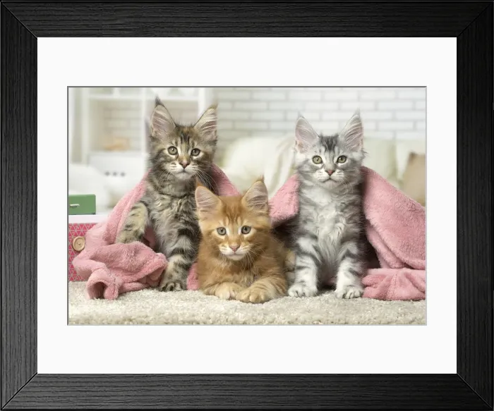 Framed Print : Picture No. 12010216 Framed Print : Picture No. 12010216