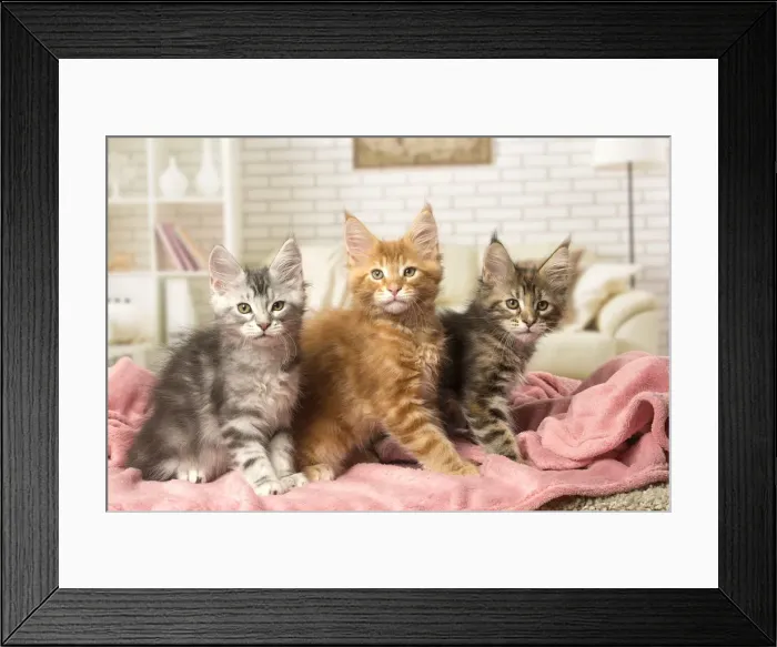 Framed Print : Picture No. 12010219 Framed Print : Picture No. 12010219