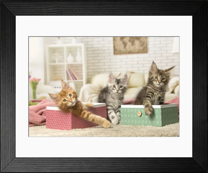 Framed Print : Picture No. 12010220 Framed Print : Picture No. 12010220