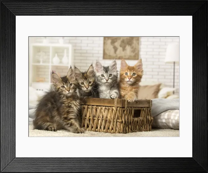 Framed Print : Picture No. 12010223 Framed Print : Picture No. 12010223