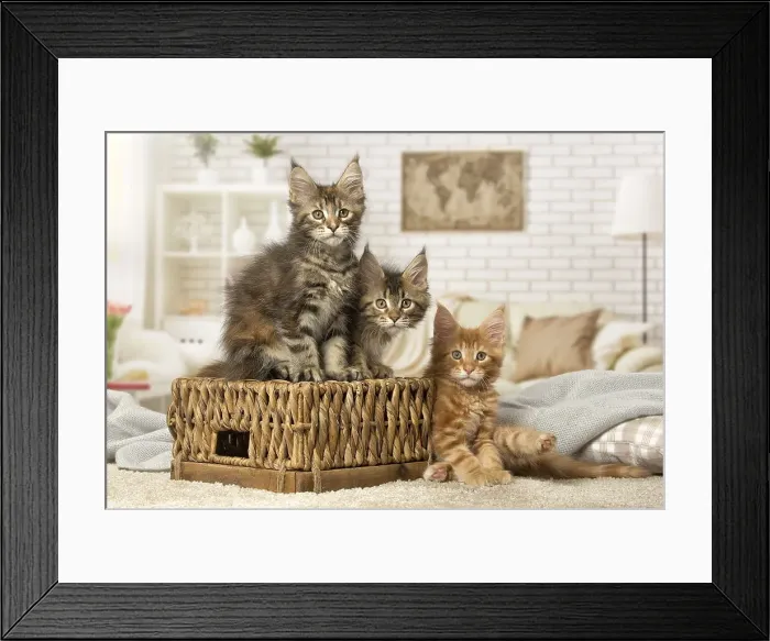Framed Print : Picture No. 12010224 Framed Print : Picture No. 12010224