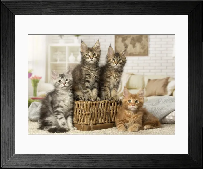 Framed Print : Picture No. 12010225 Framed Print : Picture No. 12010225