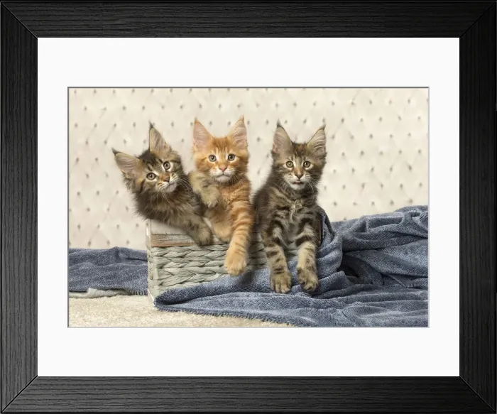 Framed Print : Picture No. 12010228 Framed Print : Picture No. 12010228
