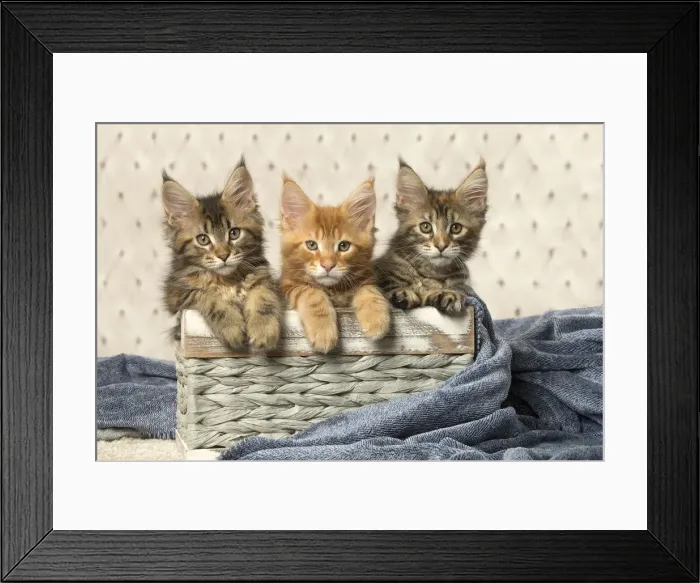 Framed Print : Picture No. 12010229 Framed Print : Picture No. 12010229