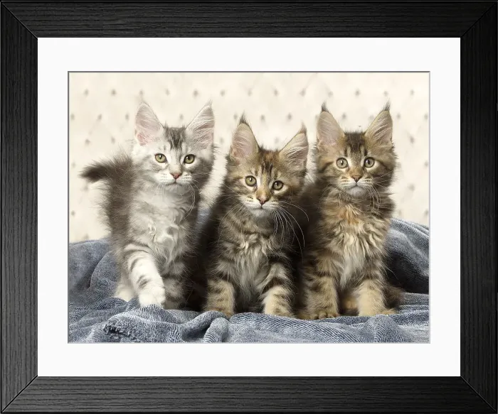 Framed Print : Picture No. 12010231 Framed Print : Picture No. 12010231