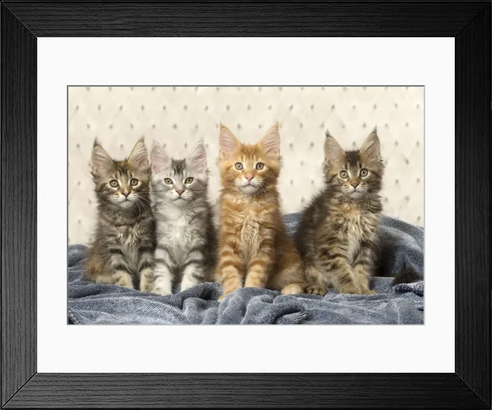 Framed Print : Picture No. 12010232 Framed Print : Picture No. 12010232