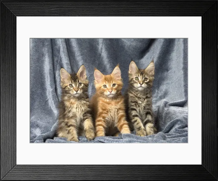 Framed Print : Picture No. 12010235 Framed Print : Picture No. 12010235