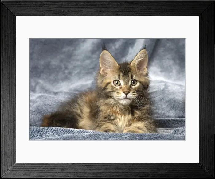 Framed Print : Picture No. 12010237 Framed Print : Picture No. 12010237
