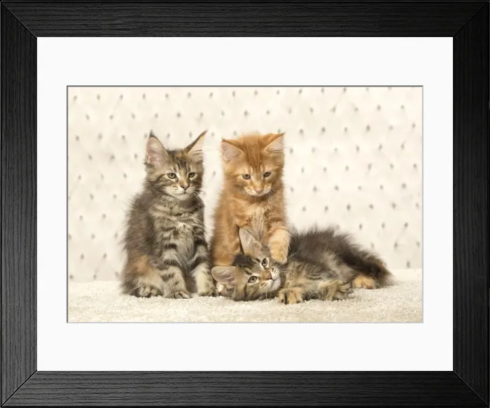 Framed Print : Picture No. 12010239 Framed Print : Picture No. 12010239