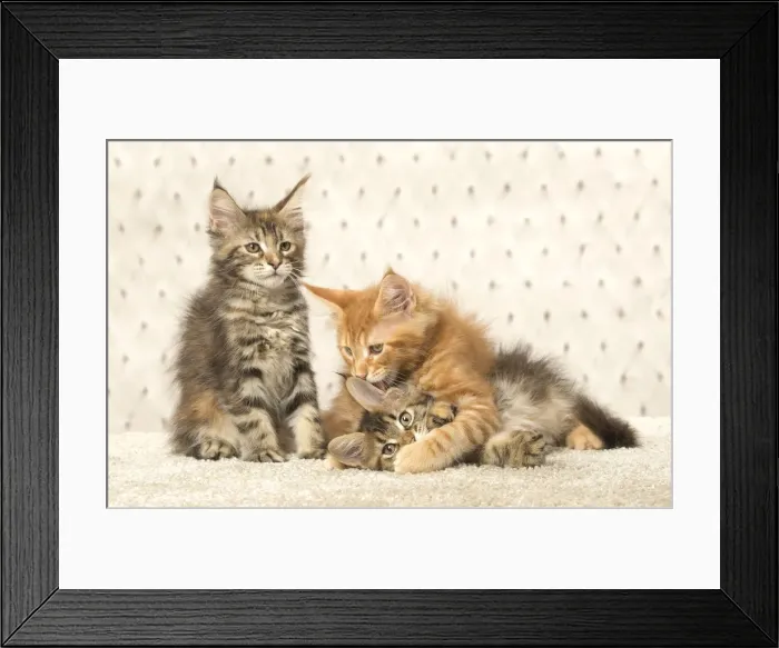 Framed Print : Picture No. 12010240 Framed Print : Picture No. 12010240