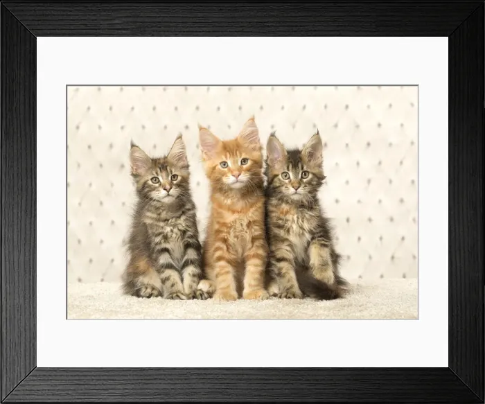 Framed Print : Picture No. 12010241 Framed Print : Picture No. 12010241