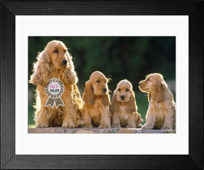 Framed Print : Picture No. 12010287