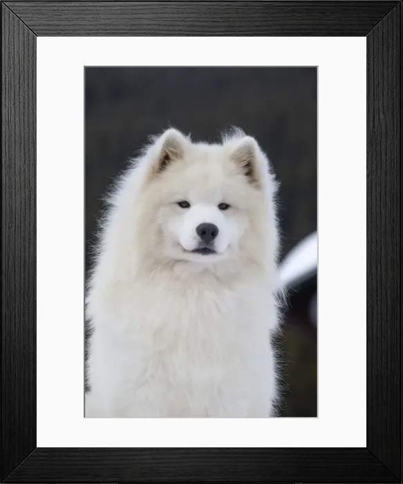 Framed Print : Picture No. 12010632 Framed Print : Picture No. 12010632