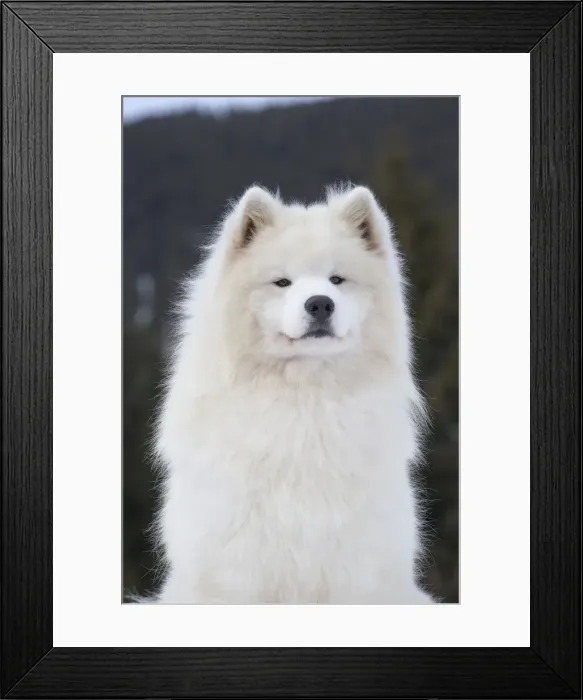 Framed Print : Picture No. 12010635