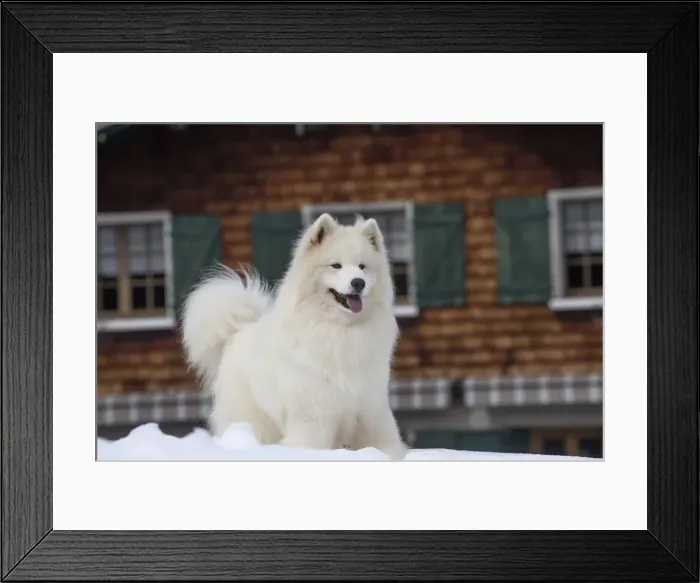 Framed Print : Picture No. 12010636 Framed Print : Picture No. 12010636
