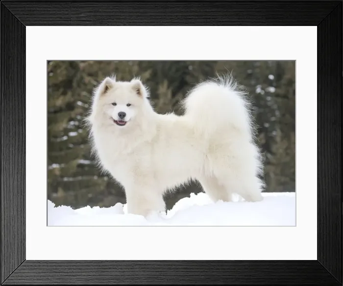 Framed Print : Picture No. 12010638 Framed Print : Picture No. 12010638